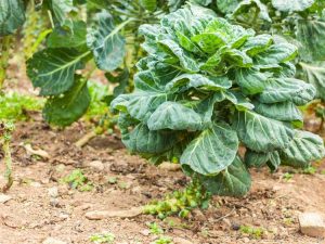 Lire la suite à propos de l’article Mes plants de choux de Bruxelles boulonnés : raisons pour lesquelles les choux de Bruxelles boulonnent