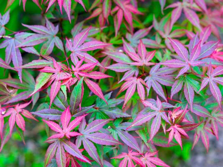 You are currently viewing Tache de la feuille d'érable japonaise : quelles sont les causes des taches sur les feuilles d'érable japonaises