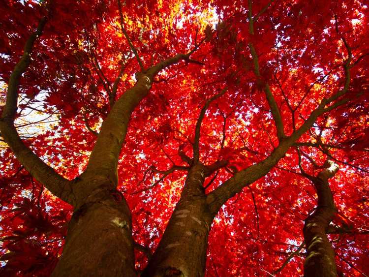 You are currently viewing Entretien des érables rouges : comment faire pousser un érable rouge