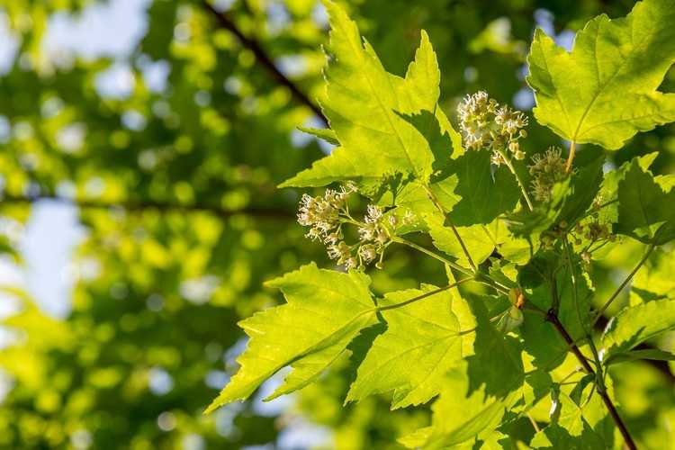 You are currently viewing Soins de l'érable tatarien – Apprenez à cultiver des érables tatariens