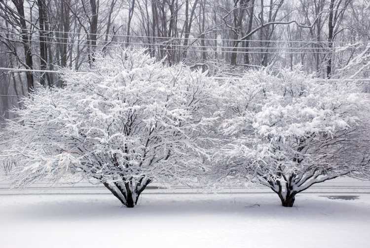 Lire la suite à propos de l’article Dépérissement hivernal de l'érable japonais – Symptômes des dommages hivernaux de l'érable japonais