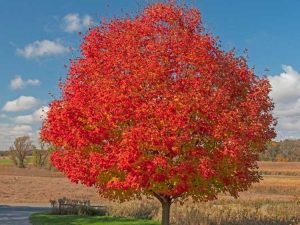 Lire la suite à propos de l’article Érables rouges October Glory: Comment faire pousser des arbres October Glory