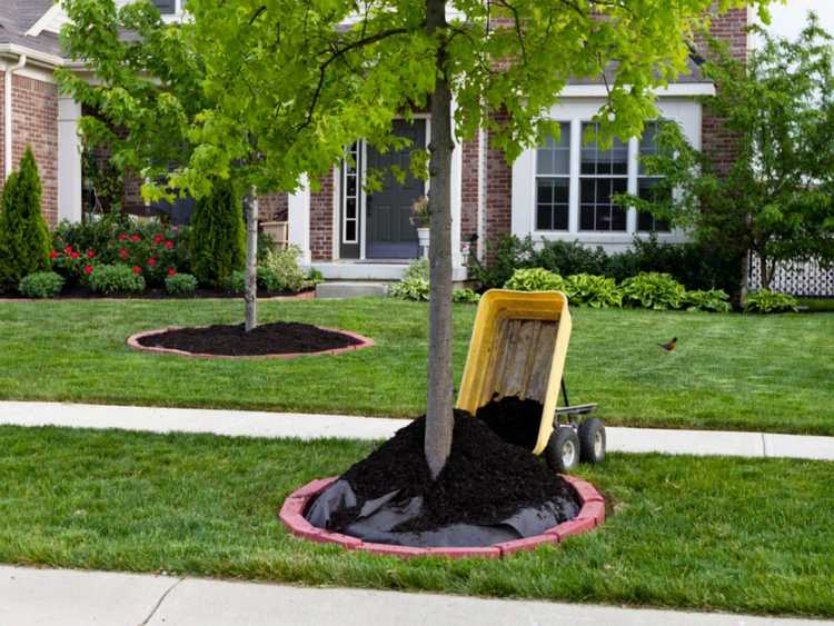 You are currently viewing 7 erreurs courantes d’entretien des arbres qui tuent les arbres