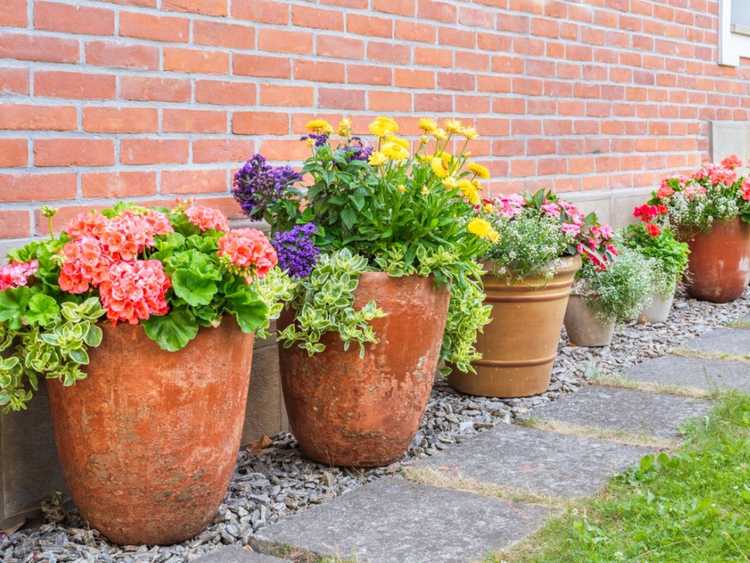 Lire la suite à propos de l’article 8 erreurs courantes de jardinage en conteneurs à éviter