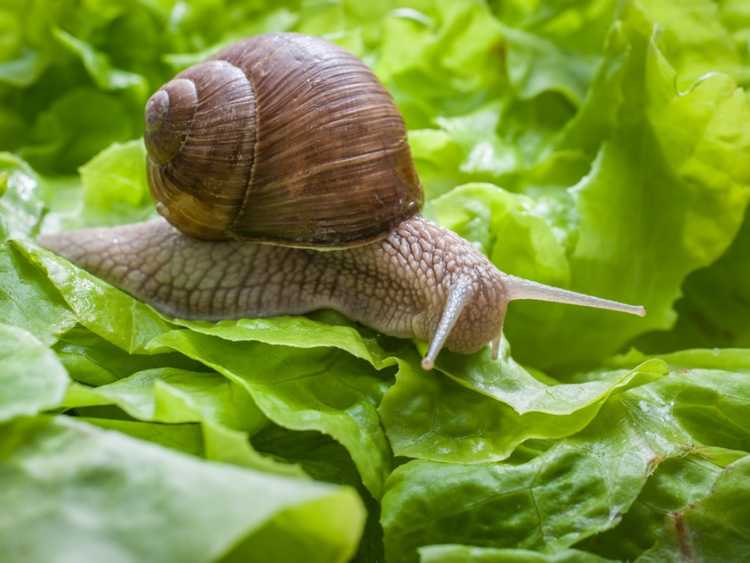 You are currently viewing Contrôle biologique des escargots : comment contrôler les escargots de jardin