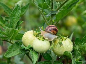 Lire la suite à propos de l’article Insectes ravageurs des plants de tomates : conseils pour traiter les ravageurs des tomates