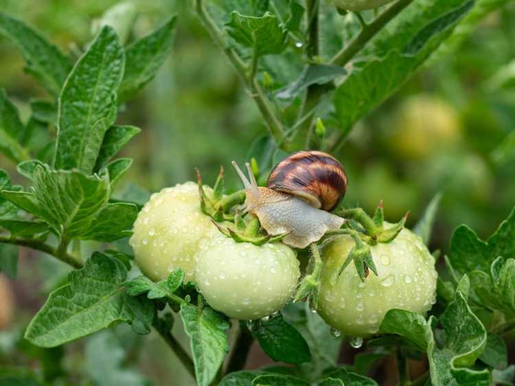 You are currently viewing Insectes ravageurs des plants de tomates : conseils pour traiter les ravageurs des tomates