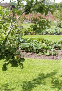 Lire la suite à propos de l’article Comment faire un jardin de survie : conseils pour concevoir un jardin de survie