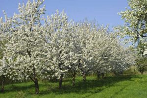 Lire la suite à propos de l’article Espacement des arbres fruitiers : à quelle distance plantez-vous des arbres fruitiers dans le jardin