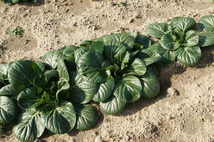 You are currently viewing Espacement des bok choy – À quelle distance planter du bok choy dans le jardin