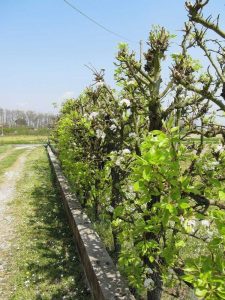 Lire la suite à propos de l’article Espacement des haies d'arbres fruitiers – Conseils pour créer une haie d'arbres fruitiers