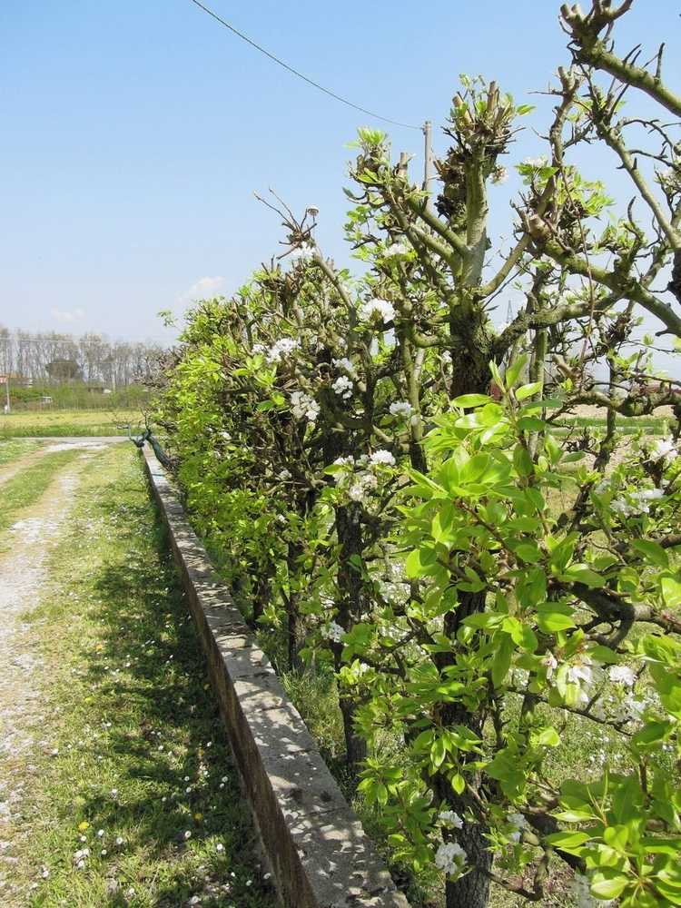 You are currently viewing Espacement des haies d'arbres fruitiers – Conseils pour créer une haie d'arbres fruitiers