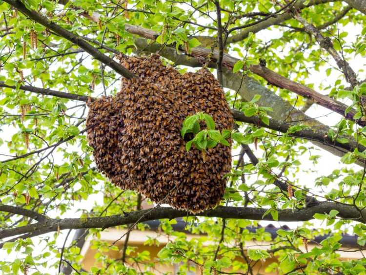 Lire la suite à propos de l’article Essaims d'abeilles: comment contrôler un essaim d'abeilles dans le jardin