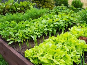 Lire la suite à propos de l’article Avantages de la plantation à l’automne par rapport à la plantation à l’automne. Parcelles de légumes de printemps