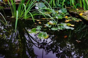 Lire la suite à propos de l’article Conditions microclimatiques des étangs : les étangs créent-ils des microclimats