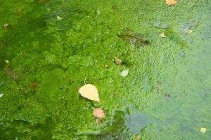 Lire la suite à propos de l’article Engrais de jardin pour écume d'étang : pouvez-vous utiliser des algues d'étang comme engrais