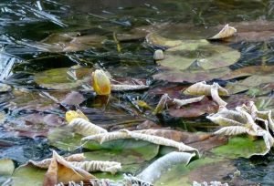 Lire la suite à propos de l’article Hivernage des plantes aquatiques : entretien des plantes de bassin pendant l’hiver