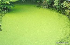 Lire la suite à propos de l’article Élimination des algues dans les étangs et les aquariums : comment se débarrasser des algues