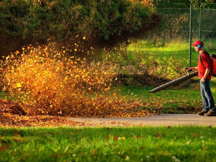 Lire la suite à propos de l’article Comment être un bon voisin dans votre jardin