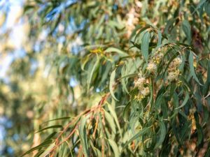 Lire la suite à propos de l’article Entretien des eucalyptus – Conseils sur la culture de l'eucalyptus