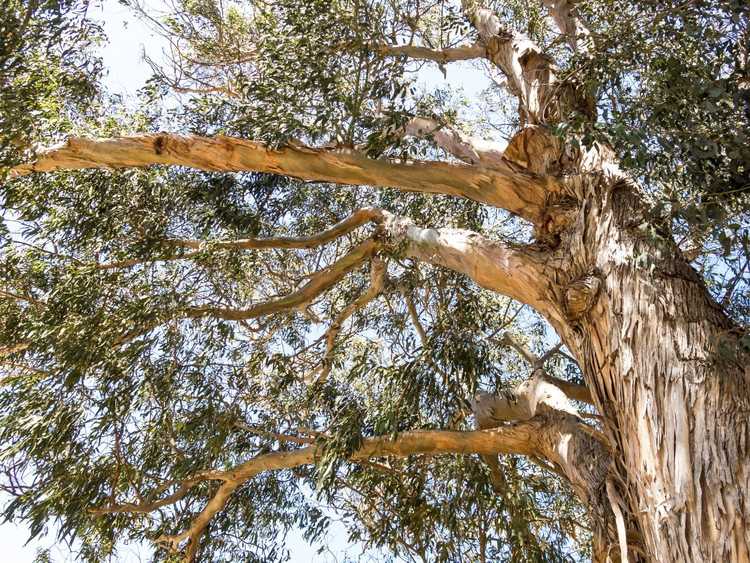 Lire la suite à propos de l’article Chute de branches d'eucalyptus : pourquoi les branches d'eucalyptus continuent de tomber