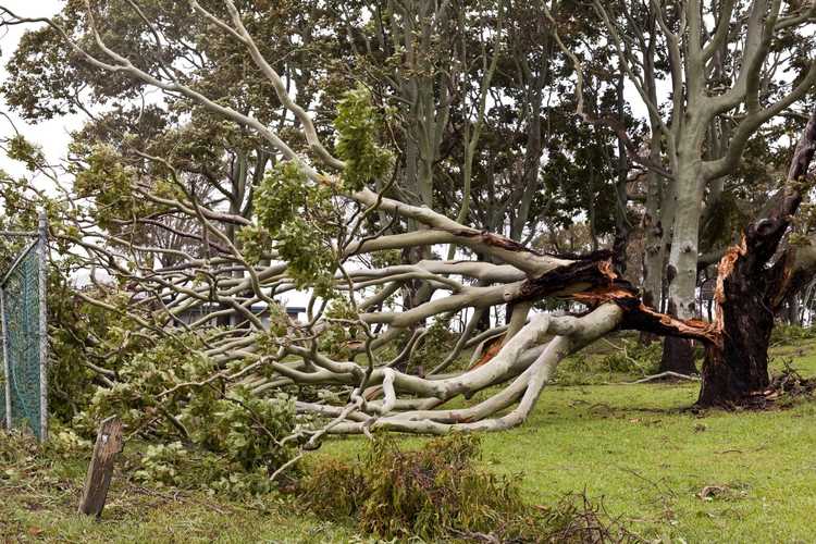 Lire la suite à propos de l’article Risques liés à l'eucalyptus : conseils pour la culture de l'eucalyptus dans les zones sujettes au vent