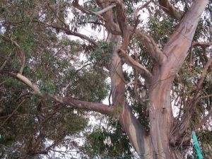 Lire la suite à propos de l’article Maladies de l'eucalyptus : conseils pour traiter les maladies de l'eucalyptus