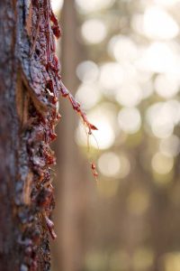 Lire la suite à propos de l’article Eucalyptus qui pleurent : Pourquoi mon eucalyptus fuit-il de la sève