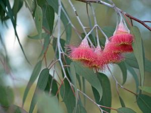 Lire la suite à propos de l’article Informations sur le gommier Silver Princess : Prendre soin des eucalyptus Silver Princess