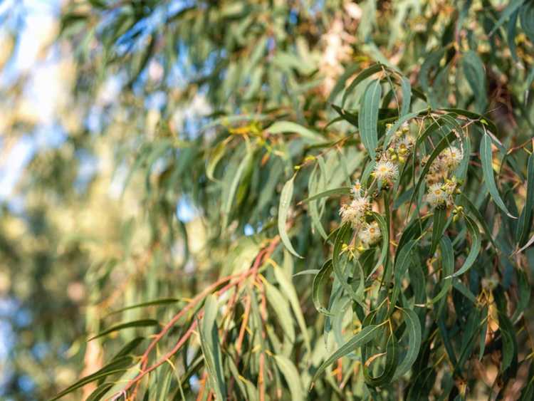 You are currently viewing Entretien des eucalyptus – Conseils sur la culture de l'eucalyptus