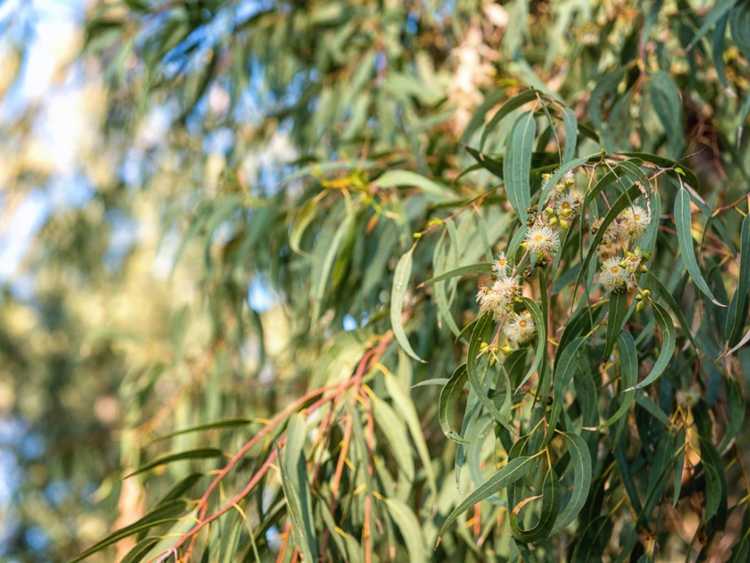 Lire la suite à propos de l’article Entretien des eucalyptus – Conseils sur la culture de l'eucalyptus