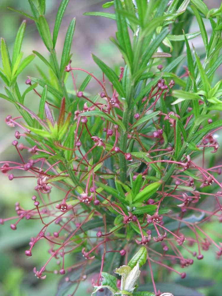 You are currently viewing Qu'est-ce qu'un Euonymus du Turkestan nain : Cultiver des plantes d'Euonymus du Turkestan nain