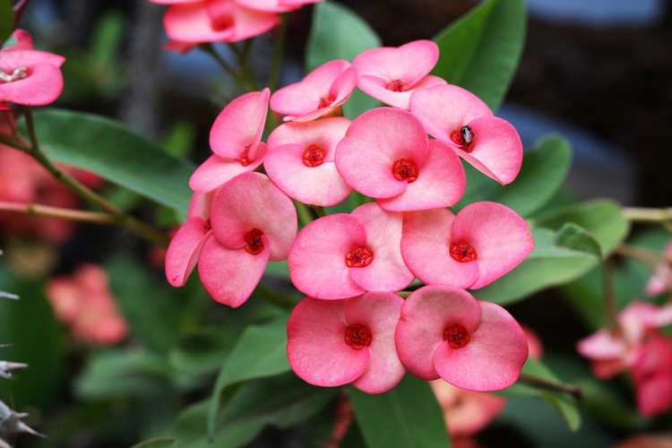 You are currently viewing Crown Of Thorns Euphorbia: Conseils pour cultiver Crown Of Thorns en extérieur