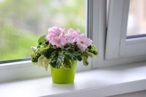 Lire la suite à propos de l’article Plantes d'intérieur orientées à l'ouest – Prendre soin des plantes d'intérieur avec fenêtre orientées à l'ouest