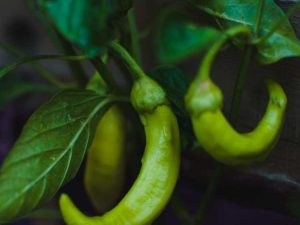 Lire la suite à propos de l’article Pourquoi mes piments bananes brunissent-ils : réparer les plants de piments bananes bruns