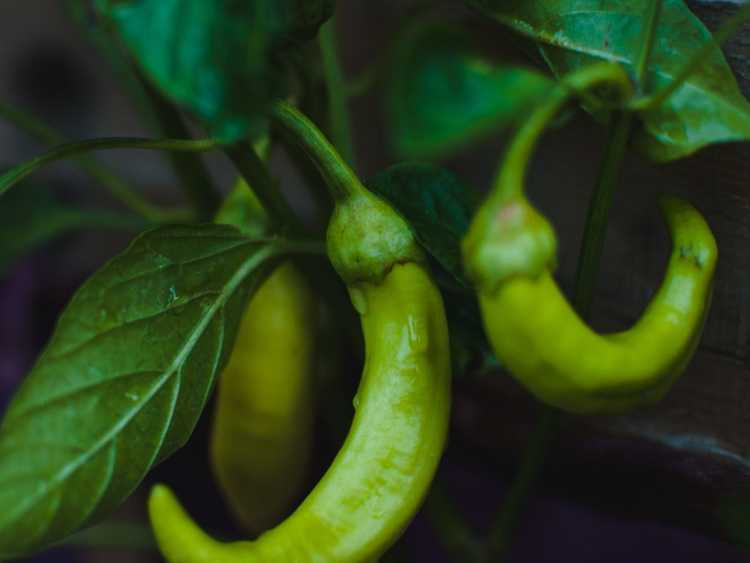 You are currently viewing Pourquoi mes piments bananes brunissent-ils : réparer les plants de piments bananes bruns