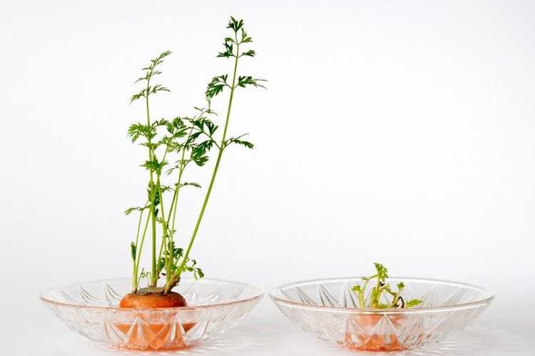 Lire la suite à propos de l’article Cultivez des carottes à partir de carottes – Faire germer des carottes avec des enfants