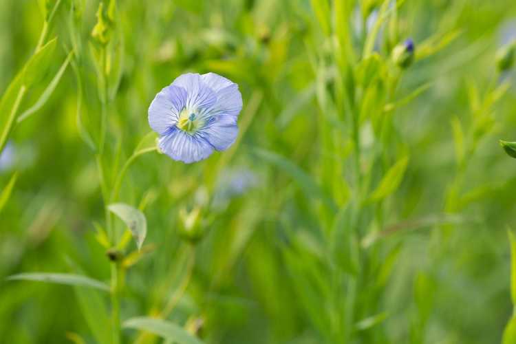 You are currently viewing Qu'est-ce que les graines de lin – Conseils pour cultiver vos propres plants de lin