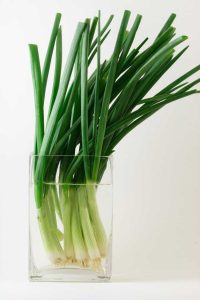 Lire la suite à propos de l’article Plantes d'oignons verts dans l'eau: conseils pour cultiver des oignons verts dans l'eau