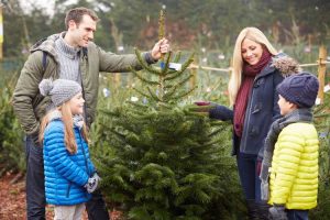 Lire la suite à propos de l’article Choisir des arbres de Noël : choisir un arbre de Noël pour vous et votre famille