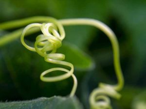 Lire la suite à propos de l’article Laisser les vrilles des plants de concombre attachées