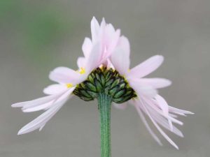 Lire la suite à propos de l’article Qu'est-ce que la fascination – Informations sur la fascination des fleurs