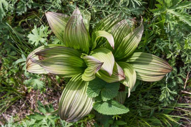 You are currently viewing Qu'est-ce que le faux hellébore – En savoir plus sur les plantes indiennes poke