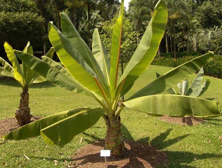 You are currently viewing Qu'est-ce que la fausse banane : informations sur les faux plants de bananiers Ensete