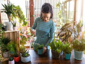 Lire la suite à propos de l’article Problèmes de plantes d'intérieur : erreurs que les gens font avec les plantes d'intérieur