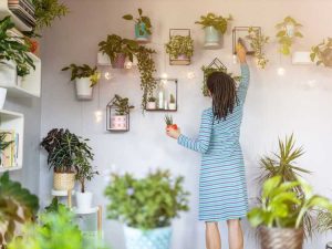 Lire la suite à propos de l’article Astuces pour les plantes d'intérieur – Comment garder les plantes d'intérieur heureuses