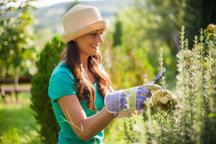 Lire la suite à propos de l’article Tailler les herbes ligneuses – est-il nécessaire de réduire les herbes ligneuses