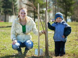 Lire la suite à propos de l’article 5 arbres que vous pouvez planter à l’automne – L’automne est-il le bon moment pour planter des arbres