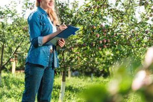 Lire la suite à propos de l’article Trouver des microclimats dans les jardins : comment déterminer votre microclimat