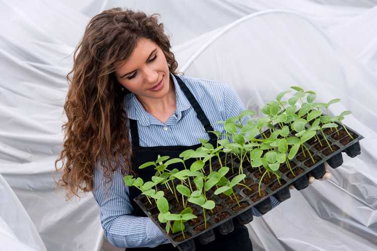 You are currently viewing Source de chaleur pour une serre à compost – Chauffer une serre avec du compost